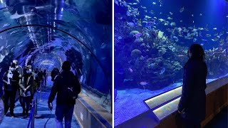 One of the largest Aquariums in Europe | Oceonogràfic | Valencia, Spain