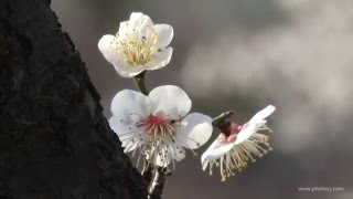 매화꽃 향기 2부