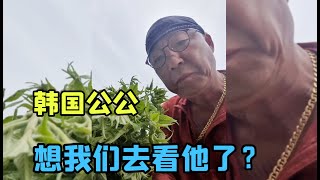 韓國公公上山挖野菜，給兒媳發很多照片，是不是想我們了？【韩国媳妇大敏】