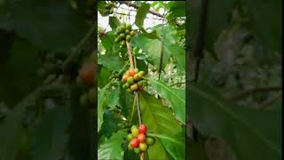 coffee tree and coffee seeds #shorts #ytshorts