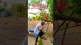 தீராத நோய்களைத் தீர்க்கும் மந்திரம் #tamil medicine #treaditional #villagelifestyle #villagevlog