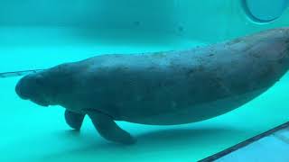 【沖縄】美ら海水族館＊マナティのマヤちゃん　　[Okinawa] Churaumi Aquarium * Manatee