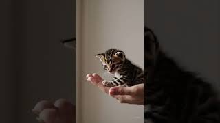 Adorable Baby Kitten with Leopard Spots Melts Hearts #animals #cats #leopard