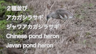 【２種並び】アカガシラサギとジャワアカガシラサギ Chinese pond heron\u0026Javan pond heron