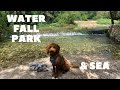 Can I swim? 🌊 | Toy poodle Lotti