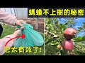 防治果樹螞蟻蚜蟲 🌳用它就夠了!  Ants and Aphids are ALL GONE!