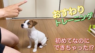 初めてなのにおすわりできちゃう子犬　ジャックラッセルテリア【なのは】お迎え11日目