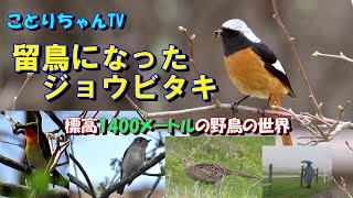 標高1400メートルの高原に棲む留鳥のジョウビタキに会いに行った・クロツグミ、コサメビタキ、キビタキ、コムクドリ、可愛いキジのメスも！♥【ことりちゃんTV☆野鳥たちの物語】