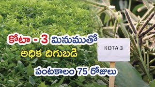 kota 3 Black Gram seeds number=7675947012