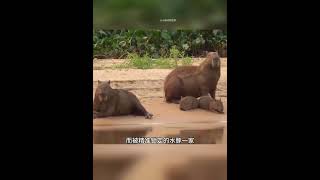 美洲豹神不知鬼不覺的出擊，讓水豚一家慌了神！ #動物世界看人生百態 #野生動物 #美洲豹 #水豚 #神奇動物在這裡