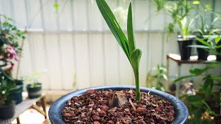 兰花老芦头捂出新芽后，这件事要及时做，不然新芽长势慢