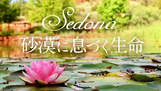 Sedona～砂漠に息づく生命