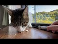 猫のフリーズドライササミを食べる音