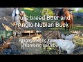 Pure breed Boer, Anglo-Nubian and upgraded goats | Farm visit sa isang backyard farm sa Cebu