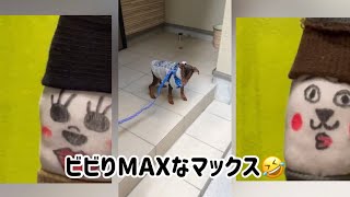 1月15日　今日は何の日？犬のミニチュアピンシャーがお人形になって日々の記念日をお伝え😊犬のじゃれあい。