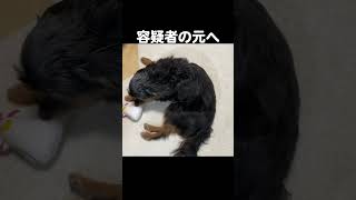 イタズラをなんとか誤魔化そうとする愛犬　#shorts  #犬