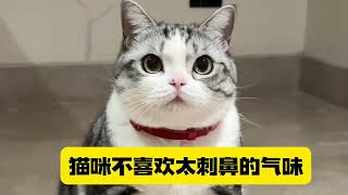 猫咪更喜欢男生还是女生？你知道吗？#养猫经验分享