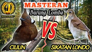 CILILIN Sambung SIKATAN LONDO - GURU VOKAL Terbaik Hingga Saat Ini || Rajanya Masteran Burung Jawara