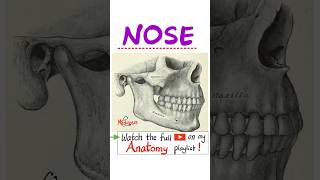 Anatomy of the Nose - Head \u0026 Neck Anatomy...#anatomy #physiology #biology #nurse #doctor #mbbs #art