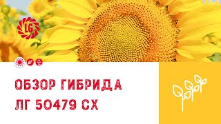 Обзор гибрида ЛГ 50479 СХ / Гибрид подсолнечника