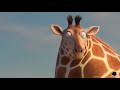 funny caminandes fat rollin’ wild short movies animation short movies cartoon movies