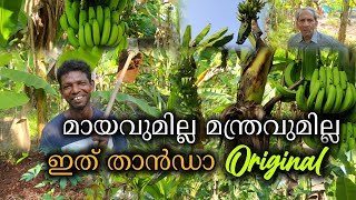 കൃഷിയെ സ്നേഹിക്കുന്നവർ ഈ വീഡിയോ കാണാതെ പോകില്ല! ഏത്താവാഴ കൃഷി ചേന കൃഷി കപ്പ കൃഷി എങ്ങനെ പരിപാലിക്കാം