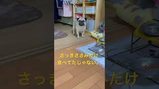 【パグ】ささみ求む。#パグ #pug #shorts #日常 #癒し #犬のいる暮らし