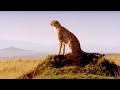 Watching Over the Masai Mara | Little Big Cat | BBC Earth