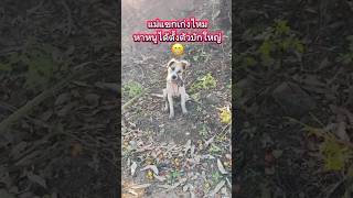 หาหนูเก่งแท้บักกล้วยแขก🤣😁 #funny #dog #คลายเครียด #lovelydog #shorts #ชีวิตบ้านๆ #สุนัข #ธรรมชาติ