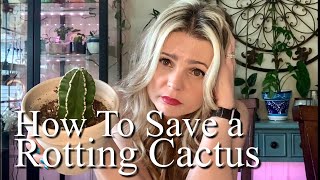 Saving Rotting Cactus // Houseplant Rescue Mission