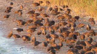 Vogelschwarm: Stare an der Ostsee