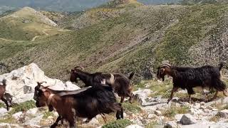 κοπάδι γίδια στο Παναχαϊκό