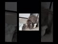 タオル洗ったら全身で抗議してきた猫 ねこ動画 サイベリアン cat shorts