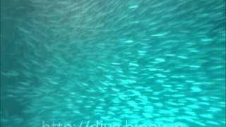 セブ島モアルボアルのイワシ玉 / Sep 2014 / Sardine Run in Moalboal