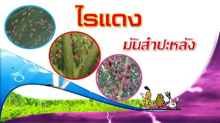 ไรแดง_มันสำปะหลัง(ป้องกันและกำจัดอย่างไร)