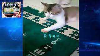 বিড়ালের অদ্ভুত আচরণ | Cats funny video |