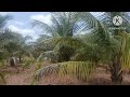 one acre areca+ coconut plantation for sale!! Contact: 9739698948