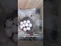 why do some birds lay so many eggs short nestboxlive birdwatching livecam nature birds