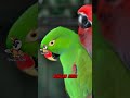 🦜🌈 bayan why do green u0026 red eclectus parrots look like two different species 🦜🌈