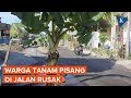 Potret Jalan Rusak di Sulawesi, Ditanami Pohon Pisang oleh Warga