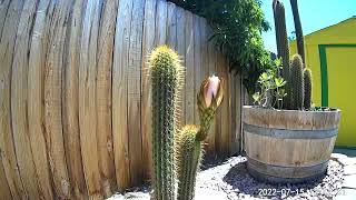 Timelapse - Cactus Bloom - Echinopsis spachiana - Wyze Cam v3