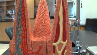 Villi Model