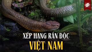 TIÊU ĐIỂM THÚ SPECIAL : Tier list RẮN Việt Nam | SAMURICE