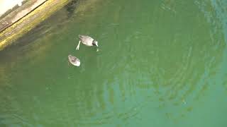 Baby coot - First diving lesson