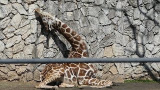 2019.3.13 Giraffe　キリン　ダイヤ(１歳オス)　座る　（日本平動物園）