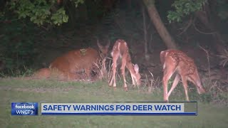 NCDOT issues warning regarding collisions with deer