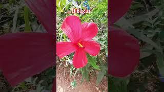 ഇവൻ ചെമ്പരത്തി അല്ല,Hibiscus coccineus തെക്കുകിഴക്കൻ യുണൈറ്റഡ് സ്റ്റേറ്റ്സിലെ തീരപ്രദേശങ്ങളിൽ കണ്ടുവ