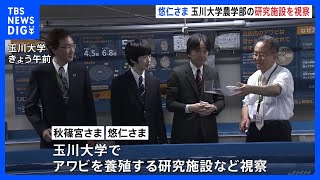 春休み中の悠仁さまと秋篠宮さま　玉川大学農学部でアワビの陸上養殖施設やハチの巣、ビオトープなどを視察｜TBS NEWS DIG