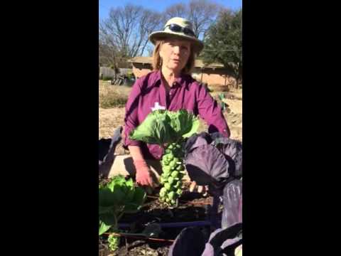 Pruning Brussels sprouts Pruning Brussels sprouts