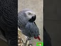 subhanallah alhamdulillah parrot video by nature 92